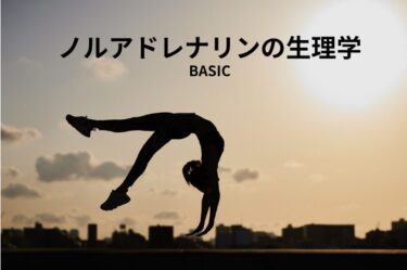 ノルアドレナリンの基礎知識-BASE-